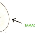 tamagosama